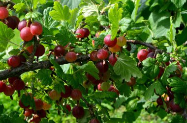 Bahçedeki bektaşi üzümü dalında taze kırmızı bektaşi üzümü..