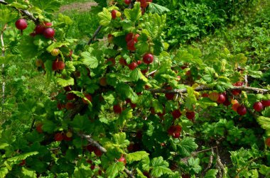 Bahçedeki bektaşi üzümü dalında taze kırmızı bektaşi üzümü..