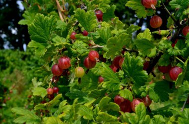 Bahçedeki bektaşi üzümü dalında taze kırmızı bektaşi üzümü..