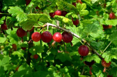Bahçedeki bektaşi üzümü dalında taze kırmızı bektaşi üzümü..