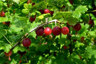 Bahçedeki bektaşi üzümü dalında taze kırmızı bektaşi üzümü..