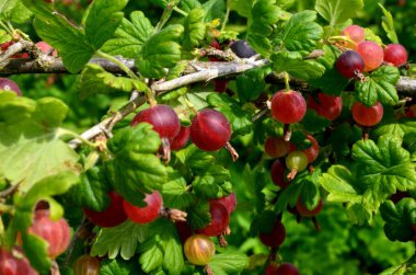 Bahçedeki bektaşi üzümü dalında taze kırmızı bektaşi üzümü..