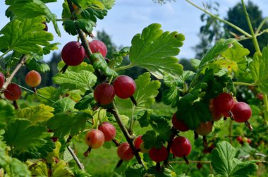 Bahçedeki bektaşi üzümü dalında taze kırmızı bektaşi üzümü..