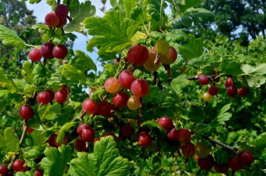 Bahçedeki bektaşi üzümü dalında taze kırmızı bektaşi üzümü..