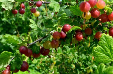 Bahçedeki bektaşi üzümü dalında taze kırmızı bektaşi üzümü..