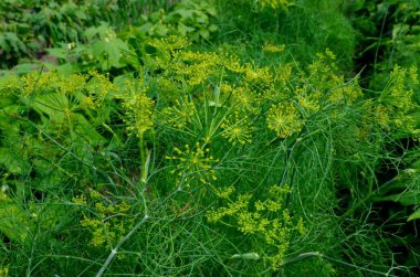 Taze yeşil dereotu bahçede yetişir. dereotu şemsiyesi yakın plan