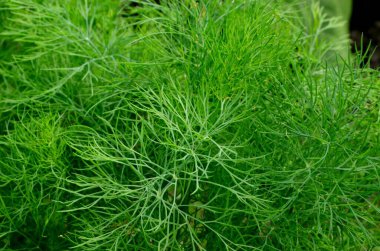 Taze yeşil dereotu bahçede yetişir. dereotu şemsiyesi yakın plan