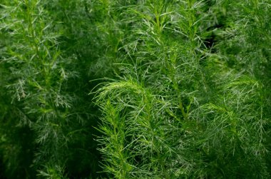 Bahçede Green Southernwood (Artemisia Abrotanum) yetişir. yeşil bitki arka planı. Yeşil Southernwood geçmişi