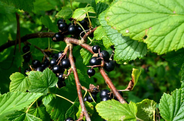 Blackcurrants on the branch in the garden, harvest of blackcurrants on the branch.Black currants on the bush branch in the garden.