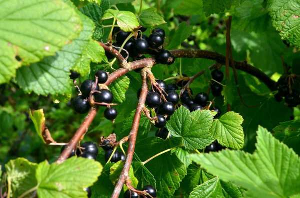 Blackcurrants on the branch in the garden, harvest of blackcurrants on the branch.Black currants on the bush branch in the garden.