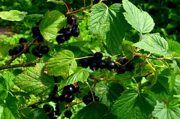 Zwarte Bessen Tak Tuin Oogst Van Zwarte Bessen Tak Zwarte — Stockfoto