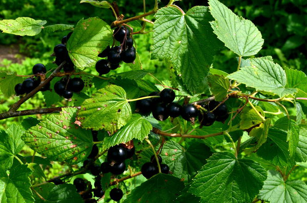Blackcurrants on the branch in the garden, harvest of blackcurrants on the branch.Black currants on the bush branch in the garden.
