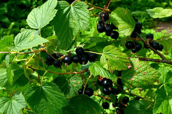 Blackcurrants on the branch in the garden, harvest of blackcurrants on the branch.Black currants on the bush branch in the garden.