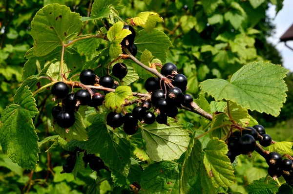 Zwarte Bessen Tak Tuin Oogst Van Zwarte Bessen Tak Zwarte — Stockfoto