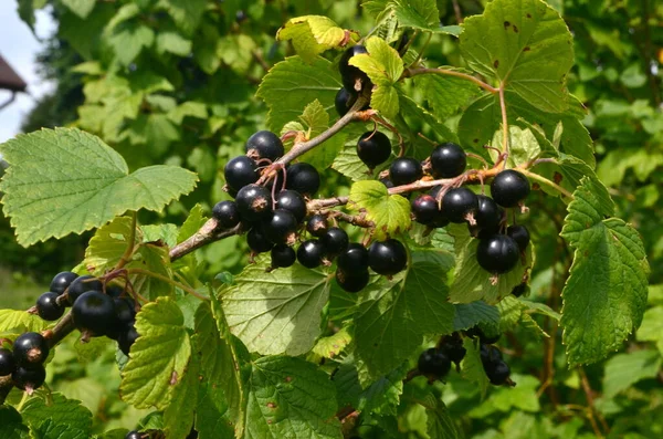 Zwarte Bessen Tak Tuin Oogst Van Zwarte Bessen Tak Zwarte — Stockfoto