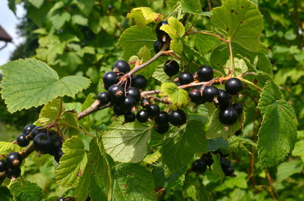 Blackcurrants on the branch in the garden, harvest of blackcurrants on the branch.Black currants on the bush branch in the garden.