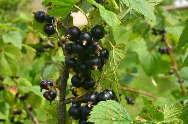 Blackcurrants on the branch in the garden, harvest of blackcurrants on the branch.Black currants on the bush branch in the garden.