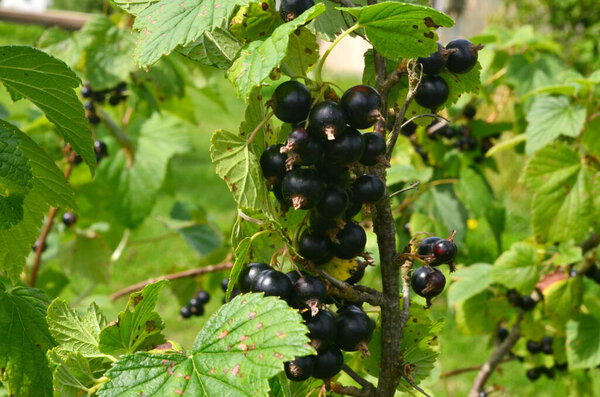 Blackcurrants on the branch in the garden, harvest of blackcurrants on the branch.Black currants on the bush branch in the garden.