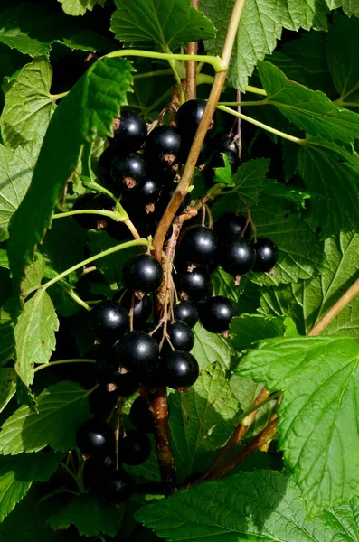 Blackcurrants Pada Cabang Kebun Panen Blackcurrants Pada Ranting Ranting Black — Stok Foto