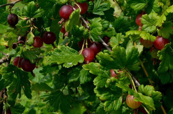 Fresh Red Gooseberry Branch Gooseberry Bush Garden — Stock Photo, Image