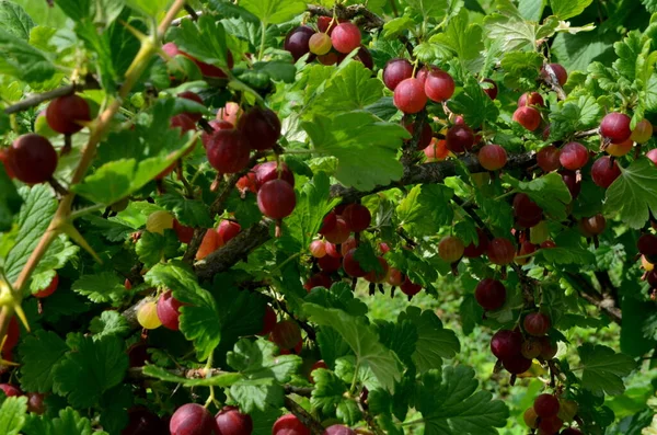 Frische Rote Stachelbeere Auf Einem Zweig Eines Stachelbeerstrauches Garten — Stockfoto