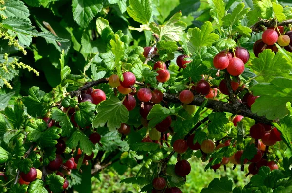 Bahçedeki bektaşi üzümü dalında taze kırmızı bektaşi üzümü..