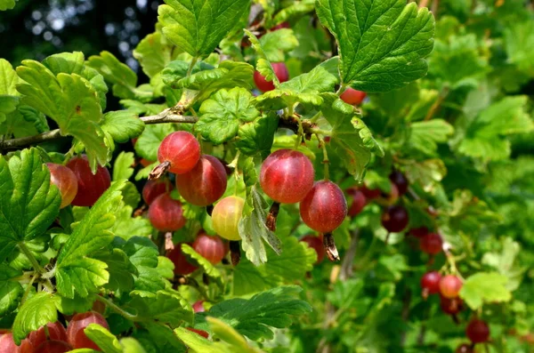 Groselha Espinhosa Vermelha Fresca Ramo Arbusto Groselha Espinhosa Jardim — Fotografia de Stock
