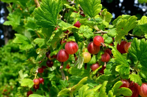 花园里的山莓树梢上有新鲜的红色山莓 — 图库照片