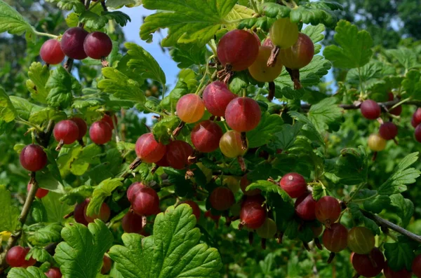 花园里的山莓树梢上有新鲜的红色山莓 — 图库照片