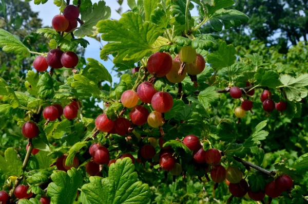 Bahçedeki bektaşi üzümü dalında taze kırmızı bektaşi üzümü..