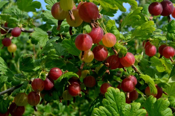 Bahçedeki bektaşi üzümü dalında taze kırmızı bektaşi üzümü..