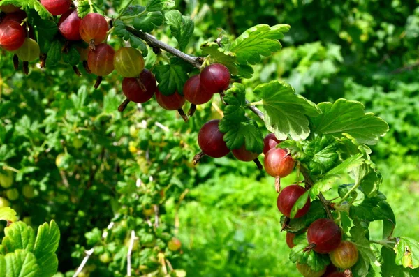 Groselha Espinhosa Vermelha Fresca Ramo Arbusto Groselha Espinhosa Jardim — Fotografia de Stock