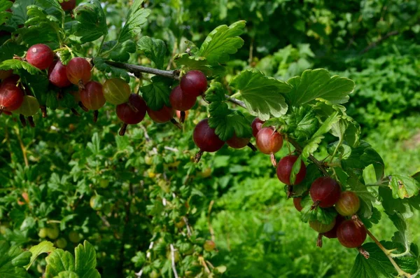 庭のグーズベリーブッシュの枝に新鮮な赤いグーズベリー — ストック写真