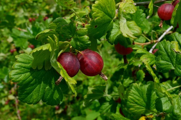 Fresh Red Gooseberry Branch Gooseberry Bush Garden — Stock Photo, Image