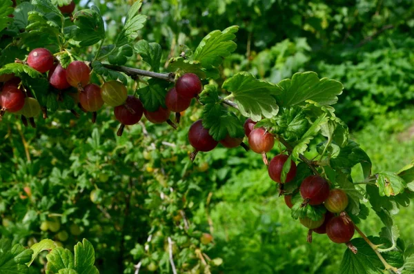 Frische Rote Stachelbeere Auf Einem Zweig Eines Stachelbeerstrauches Garten — Stockfoto