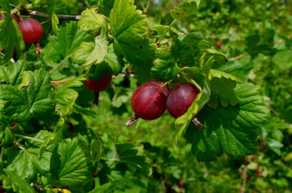 庭のグーズベリーブッシュの枝に新鮮な赤いグーズベリー — ストック写真