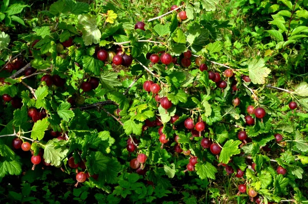 Groselha Espinhosa Vermelha Fresca Ramo Arbusto Groselha Espinhosa Jardim — Fotografia de Stock