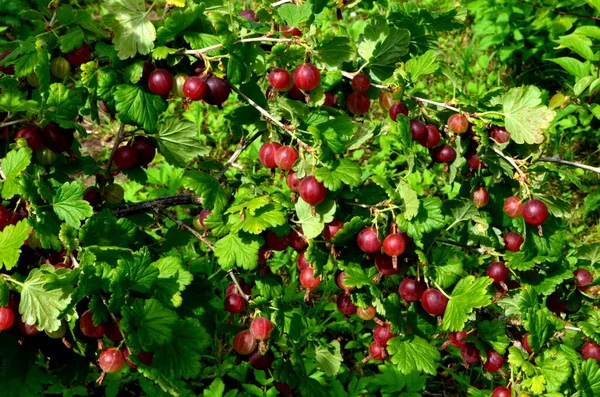 Groselha Espinhosa Vermelha Fresca Ramo Arbusto Groselha Espinhosa Jardim — Fotografia de Stock