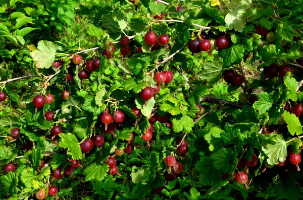 Fresh Red Gooseberry Branch Gooseberry Bush Garden — Stock Photo, Image