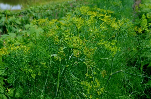 Fresh Green Dill Grows Garden Dill Umbrella Close — Stock Photo, Image