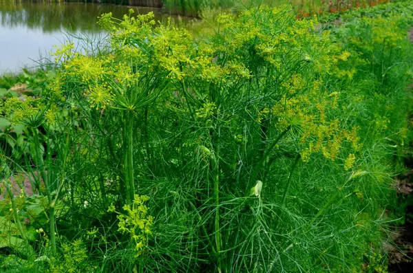 Endro Verde Fresco Cresce Jardim Dill Guarda Chuva Close — Fotografia de Stock