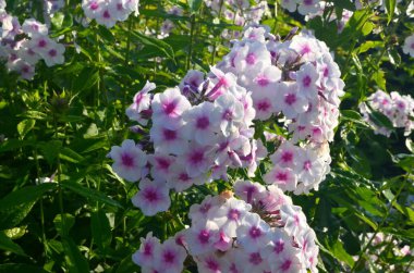 Bahçede pembe merkezli beyaz Phlox (Phlox paniculata), yakın plan. Yağmur damlalı beyaz çiçekler, kırmızı gözlü beyaz Phlox çiçekleri