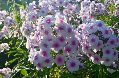 Bahçede pembe merkezli beyaz Phlox (Phlox paniculata), yakın plan. Yağmur damlalı beyaz çiçekler, kırmızı gözlü beyaz Phlox çiçekleri