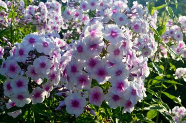 Bahçede pembe merkezli beyaz Phlox (Phlox paniculata), yakın plan. Yağmur damlalı beyaz çiçekler, kırmızı gözlü beyaz Phlox çiçekleri