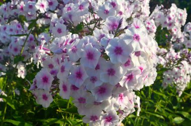 Bahçede pembe merkezli beyaz Phlox (Phlox paniculata), yakın plan. Yağmur damlalı beyaz çiçekler, kırmızı gözlü beyaz Phlox çiçekleri