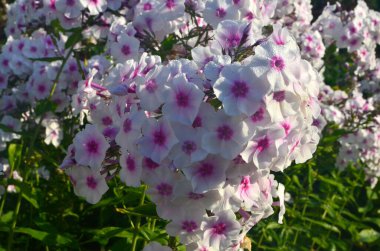 Bahçede pembe merkezli beyaz Phlox (Phlox paniculata), yakın plan. Yağmur damlalı beyaz çiçekler, kırmızı gözlü beyaz Phlox çiçekleri