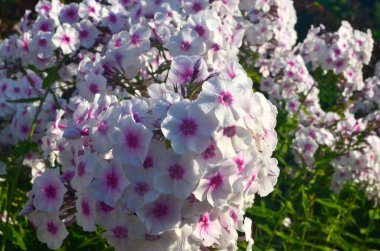Bahçede pembe merkezli beyaz Phlox (Phlox paniculata), yakın plan. Yağmur damlalı beyaz çiçekler, kırmızı gözlü beyaz Phlox çiçekleri