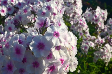 Bahçede pembe merkezli beyaz Phlox (Phlox paniculata), yakın plan. Yağmur damlalı beyaz çiçekler, kırmızı gözlü beyaz Phlox çiçekleri
