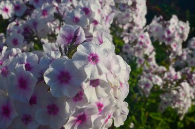 Bahçede pembe merkezli beyaz Phlox (Phlox paniculata), yakın plan. Yağmur damlalı beyaz çiçekler, kırmızı gözlü beyaz Phlox çiçekleri