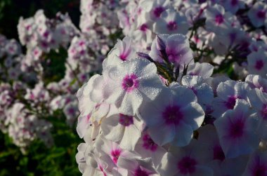 Bahçede pembe merkezli beyaz Phlox (Phlox paniculata), yakın plan. Yağmur damlalı beyaz çiçekler, kırmızı gözlü beyaz Phlox çiçekleri
